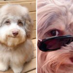 Everywhere, This Dog’s Human-Like Expressions Are Winning Hearts