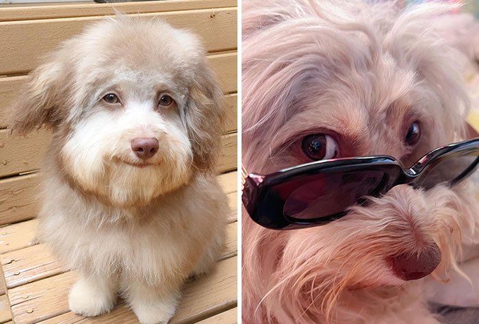 Everywhere, This Dog’s Human-Like Expressions Are Winning Hearts